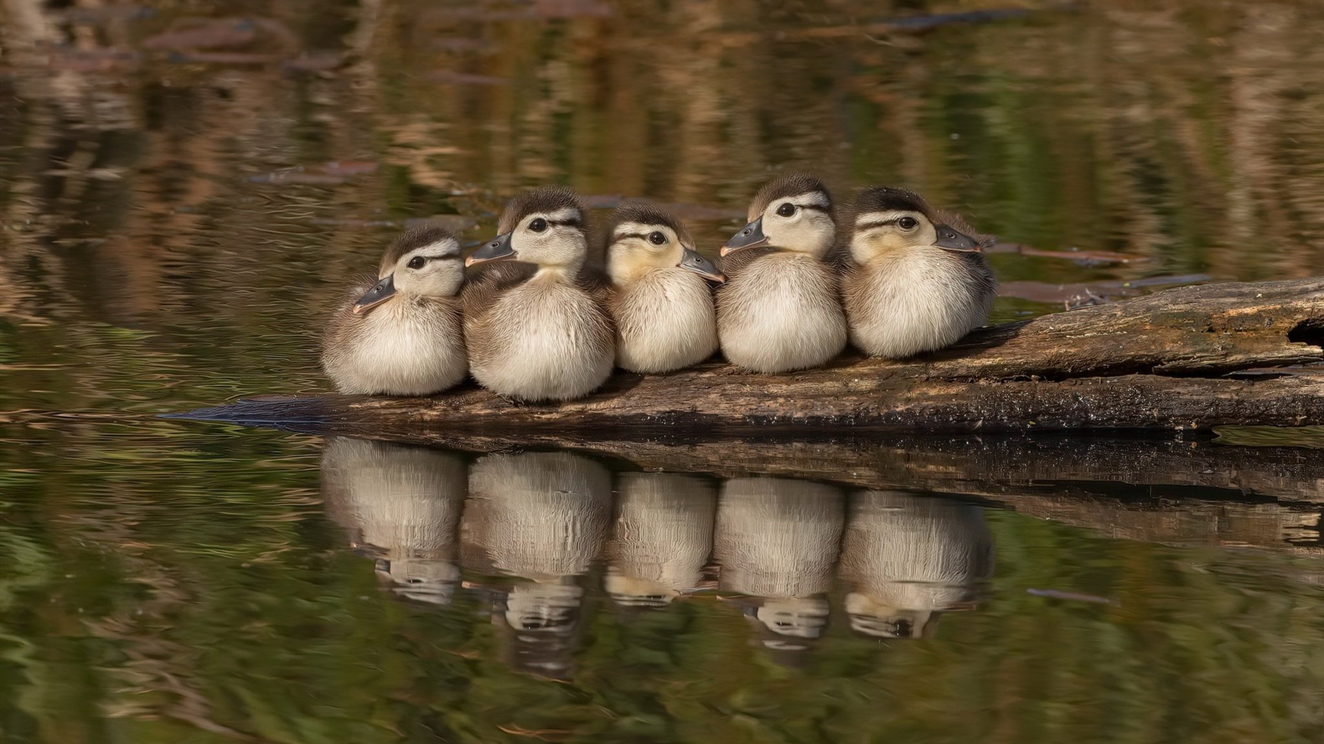 范戴克筑起叹息之墙，塞内加尔与巴拉圭的绿茵鏖战，见证防守的艺术