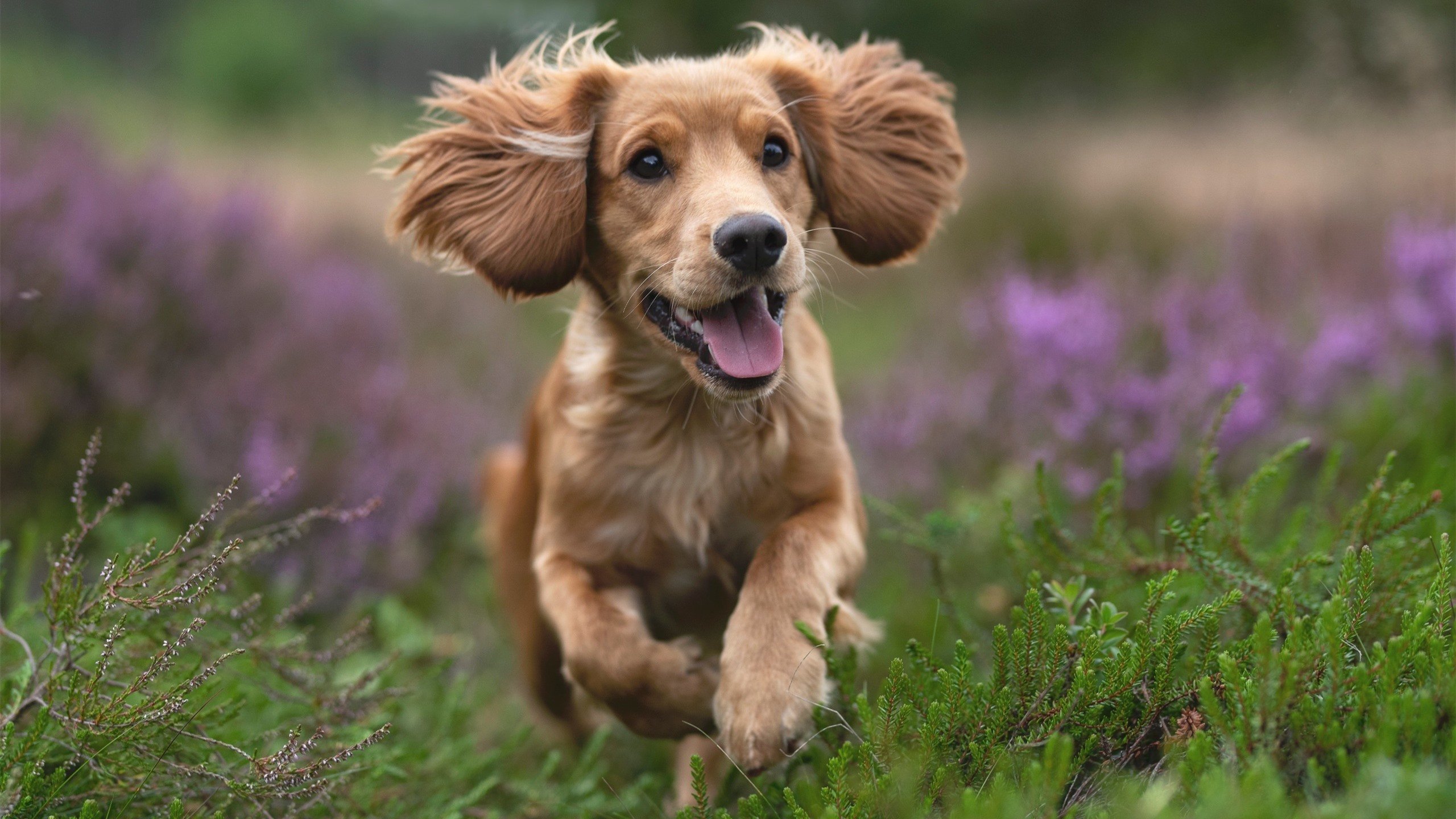 狂野骑士绞碎紫金荣耀!贝恩25年一遇的狂野复仇,西决生死战惊天接管