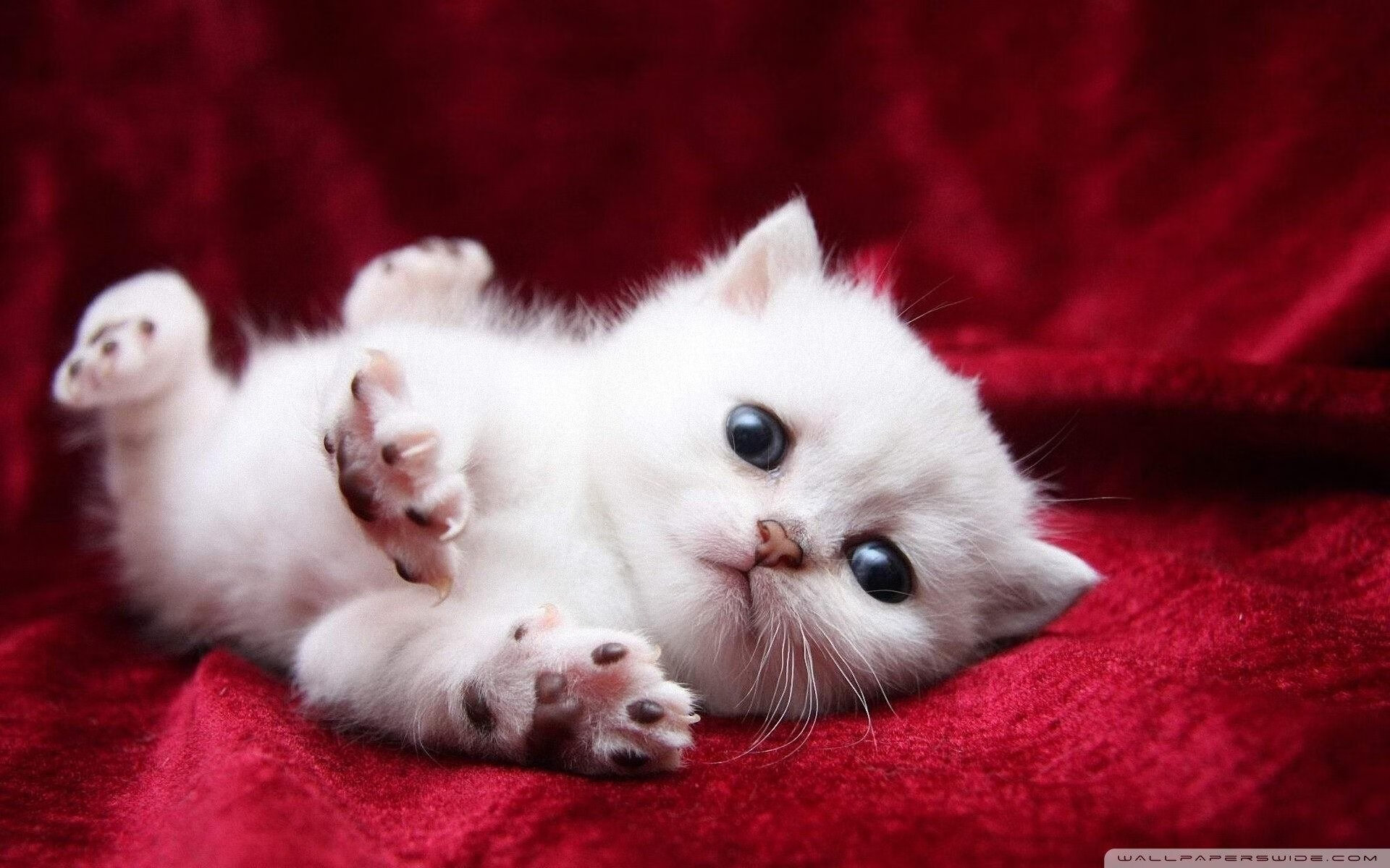 跨界巅峰对决,掘金斩落灰熊,欧冠半决赛般的篮球焦点战