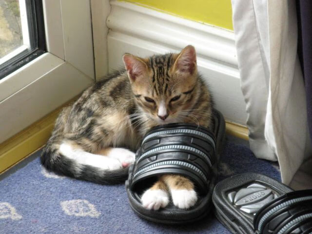 节拍器之心，当法比尼奥的挪威节奏在NBA季后赛接管比赛