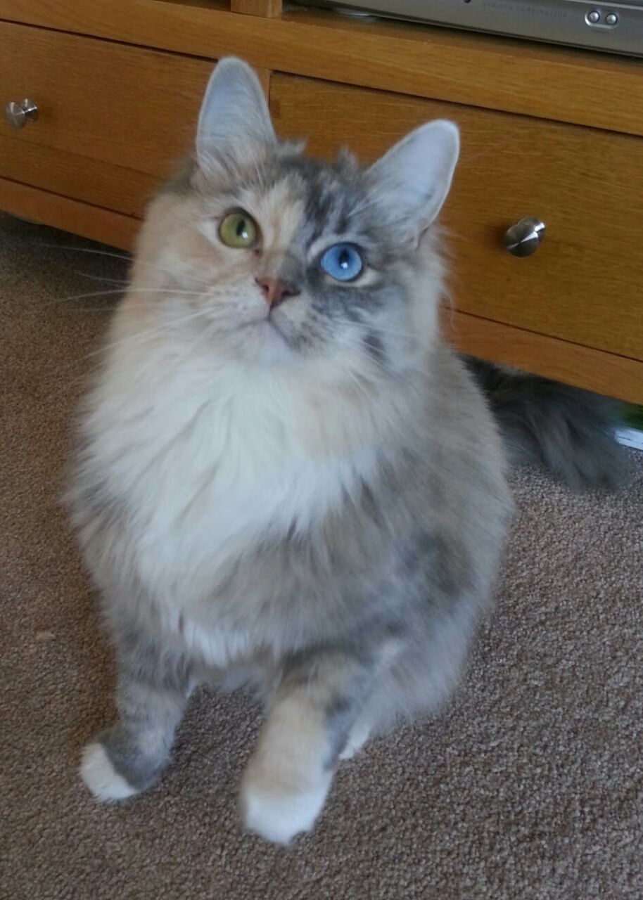 假想敌，当76人突围时，凯尔特人眼中看见的是莫兰特