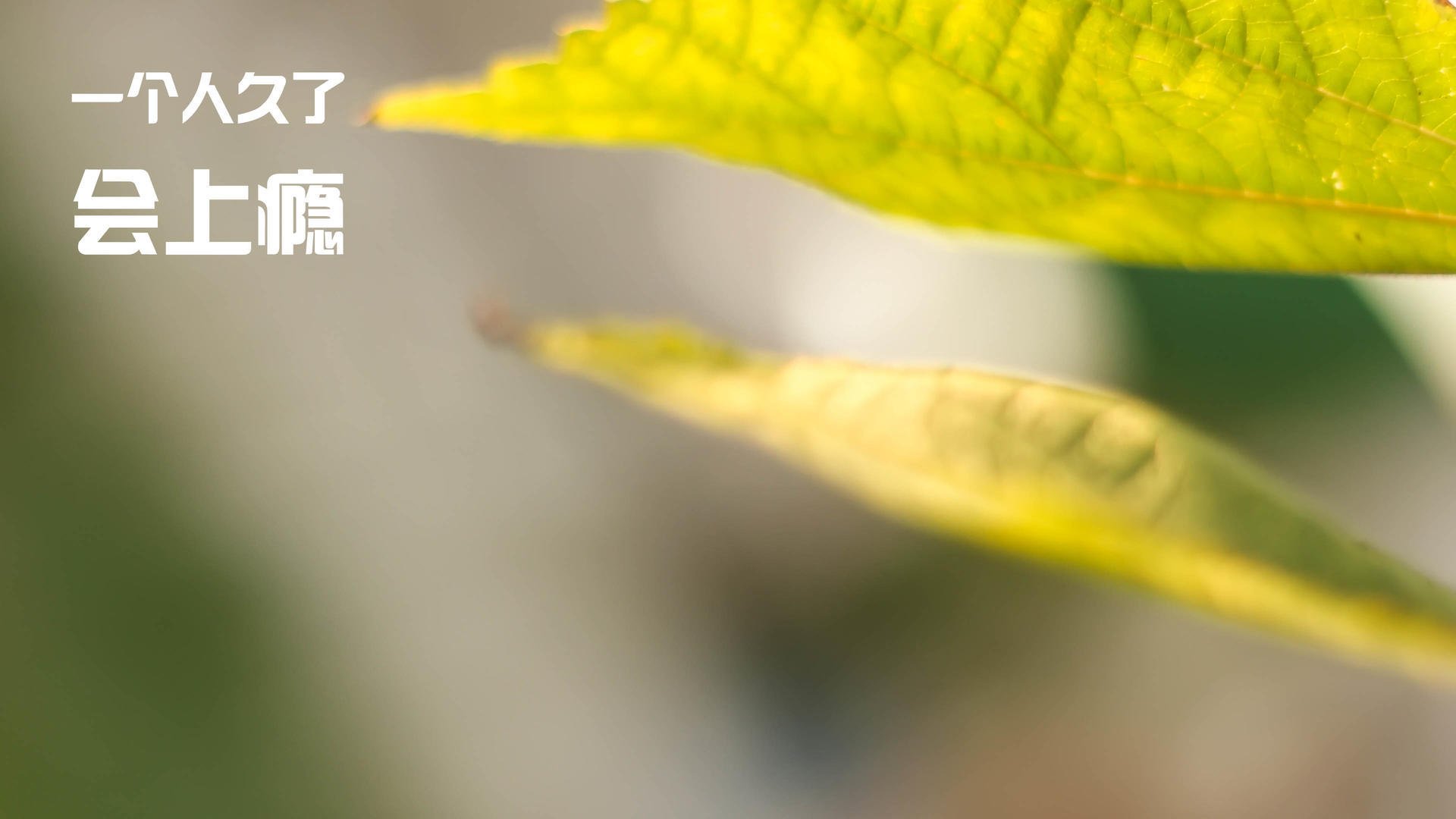 神兵天降！爱德华兹49分奇袭撕裂北京铁防 深圳硬仗淬火显出冠军相