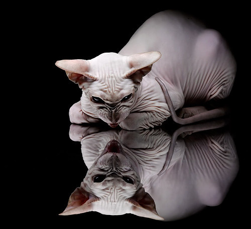 黑色闪电刺破苍穹,个体锋芒如何织就终极绝杀