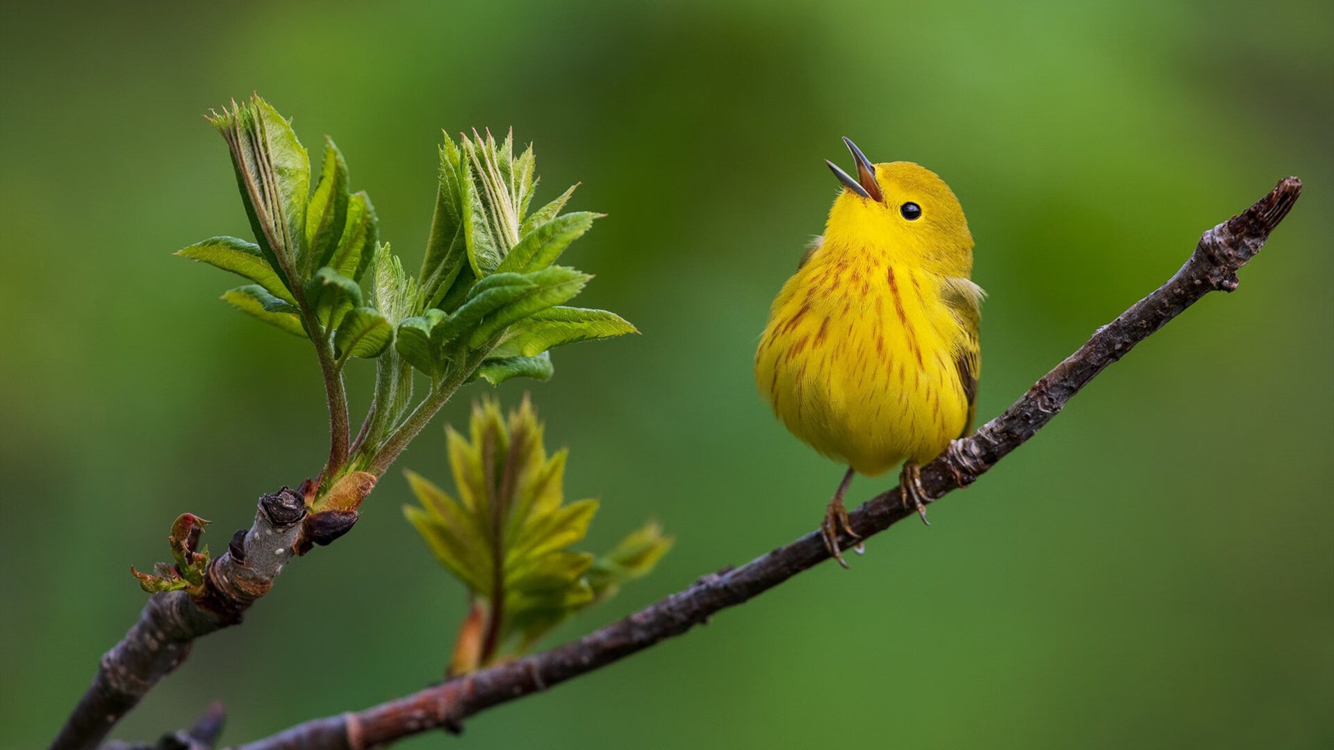 当三狮军团跨越时空，足球史册中一页荒诞的唯一事件