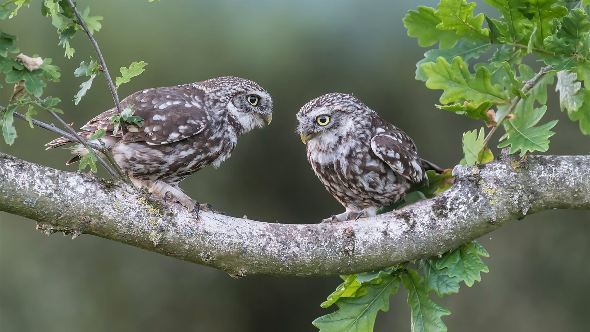 欧冠之夜·跨界之战,辽篮决胜局从密尔沃基客场带走雄鹿