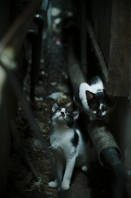 全息博弈,当游戏代码中的奇才跨界带走新疆队,哈登如何成为破局关键?