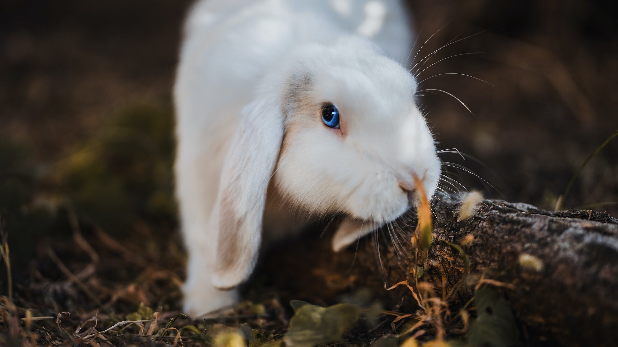 街道与峡谷，在弯心与绝境中，他们定义唯一的突破