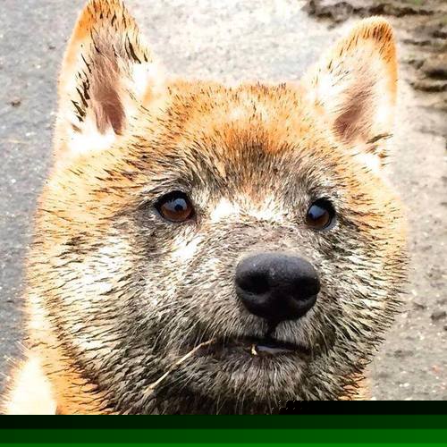 当奥林匹斯山神祇降临五棵松，字母哥跨越大洋的篮球神迹