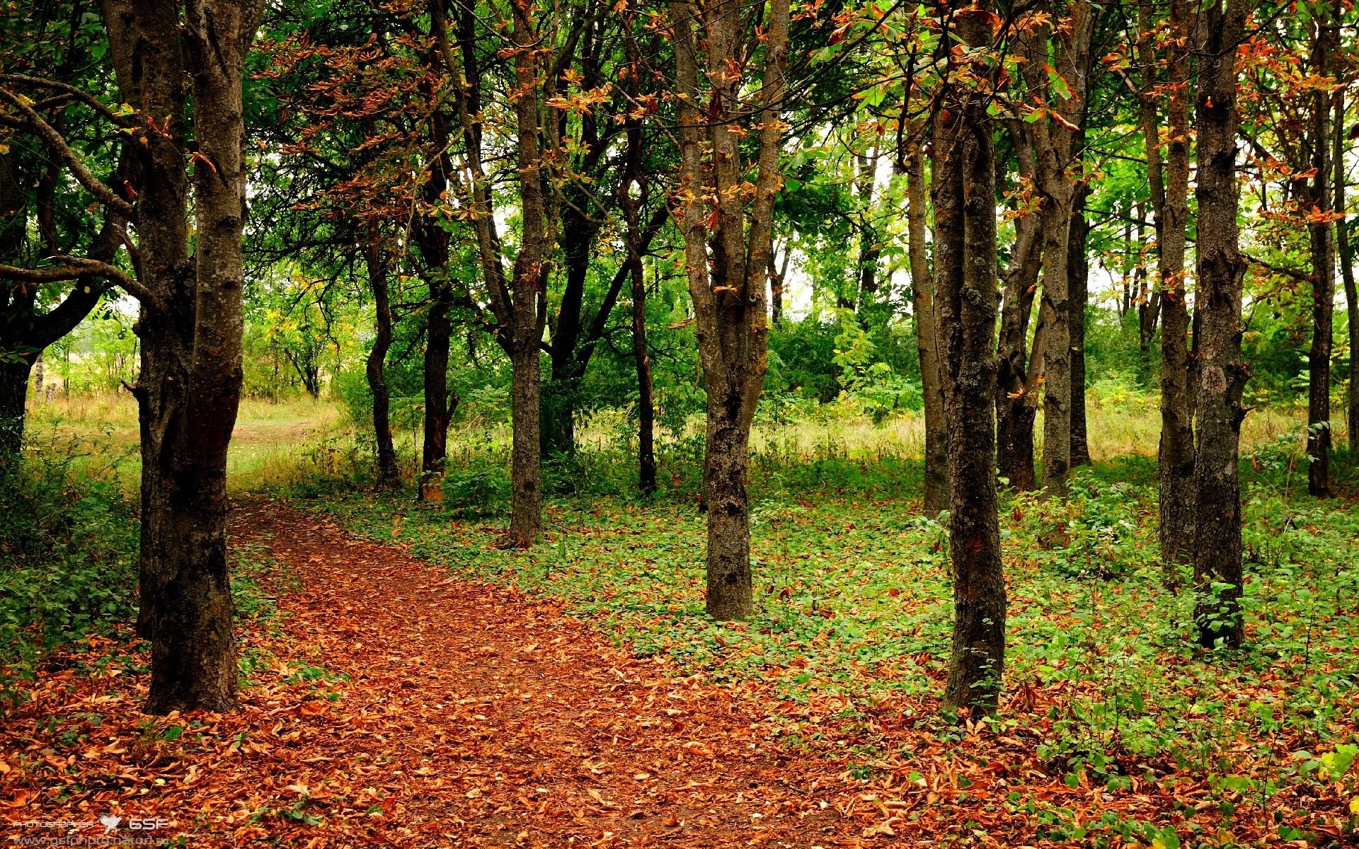 戈麦斯的舞台，巴拉圭对阵几内亚，聚光灯下的独舞