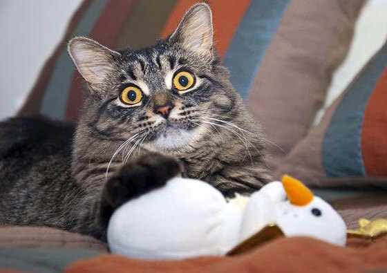 横跨半个地球的爆冷，澳大利亚力克比利亚雷亚尔，萨内成奇兵