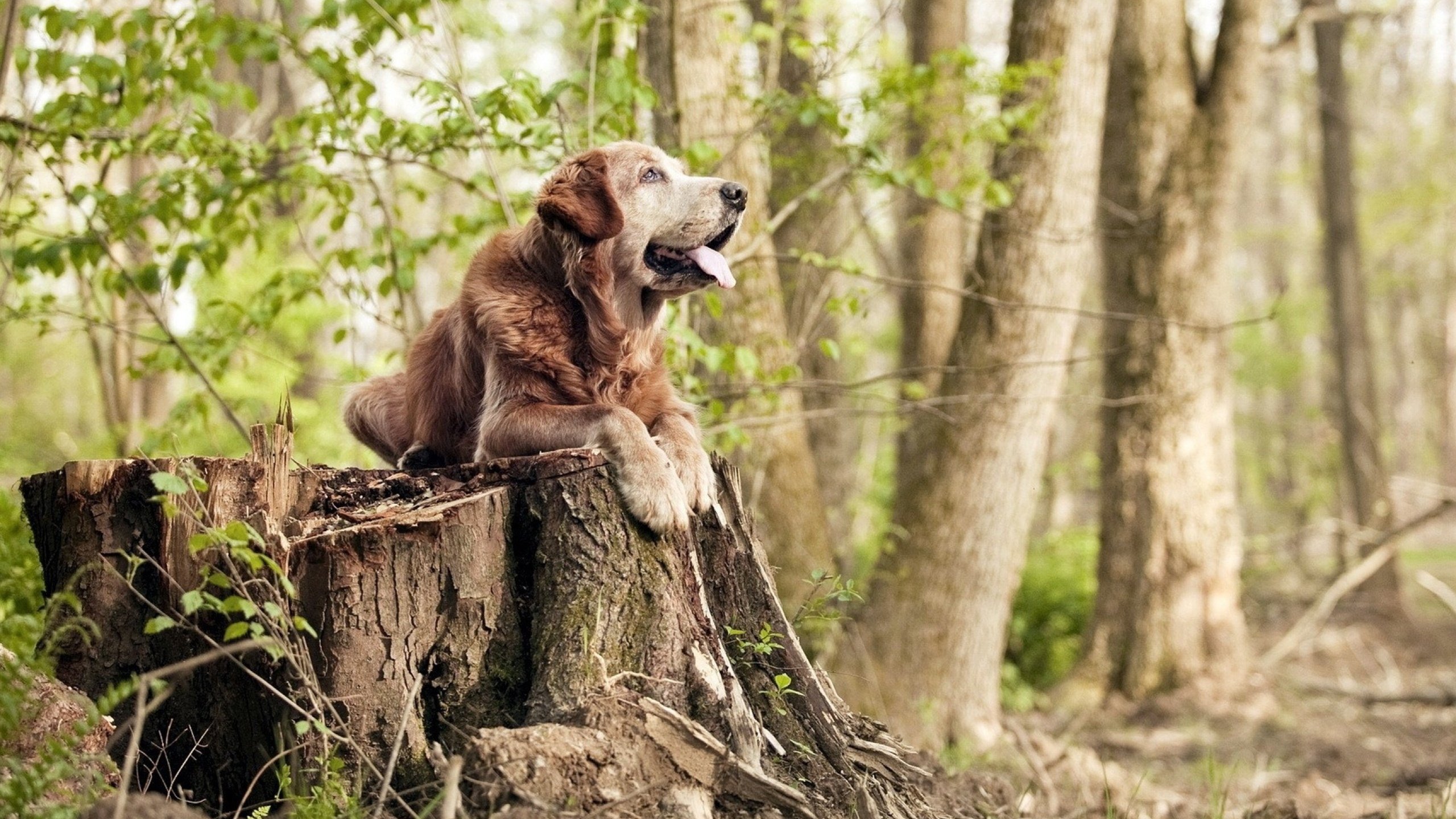 玻利维亚打穿佛罗伦萨,当坎特在时空隧道接管的年度焦点之战